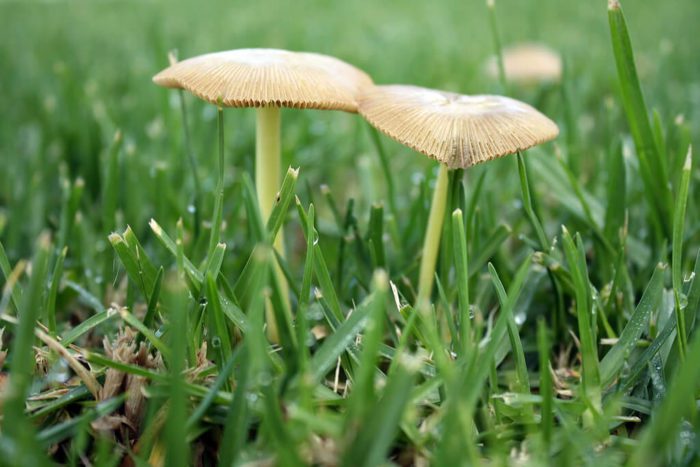 get rid of mushrooms in my yard
