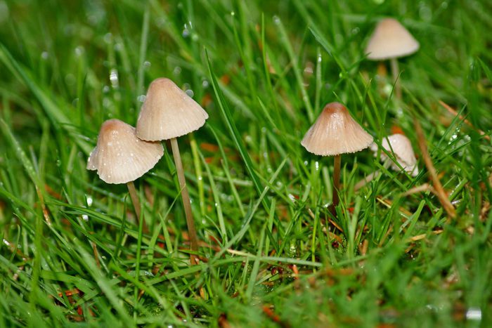 how to get rid of mushrooms naturally in my lawn?