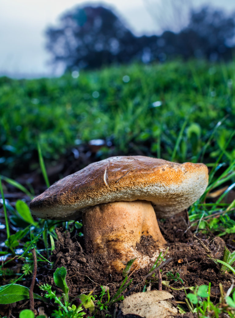 get rid of mushrooms in my yard