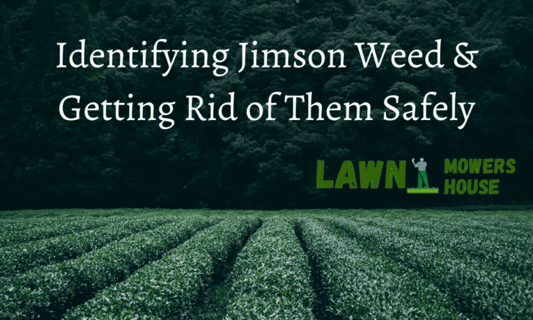 Identifying Jimson Weed & Getting Rid of Them Safely