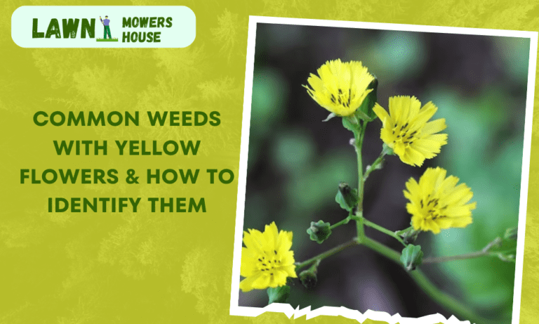 Common Weeds with Yellow Flowers & How to Identify Them