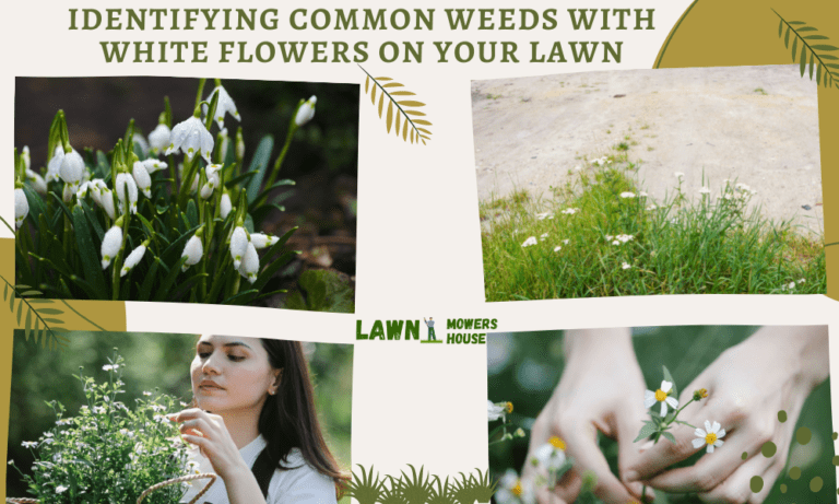Identifying Common Weeds With White Flowers on your Lawn