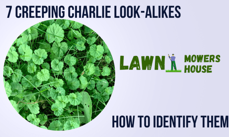 7 Creeping Charlie Look-Alikes: How to Identify Them