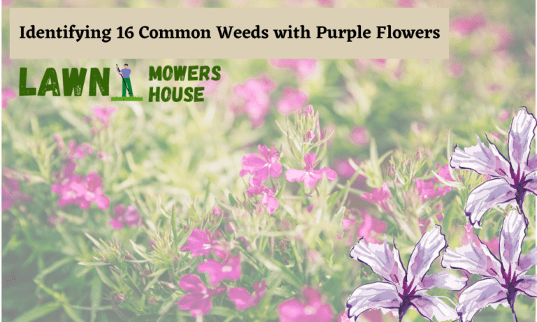 Identifying 16 Common Weeds with Purple Flowers