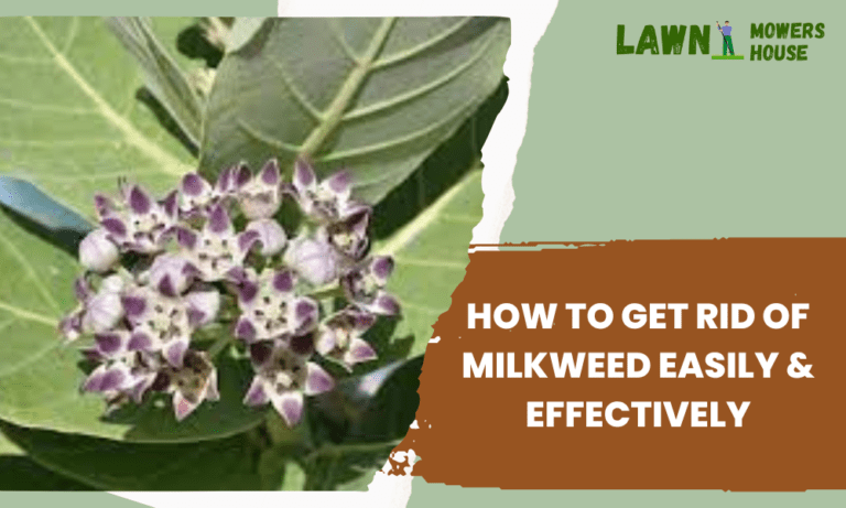 get rid of Milkweeds