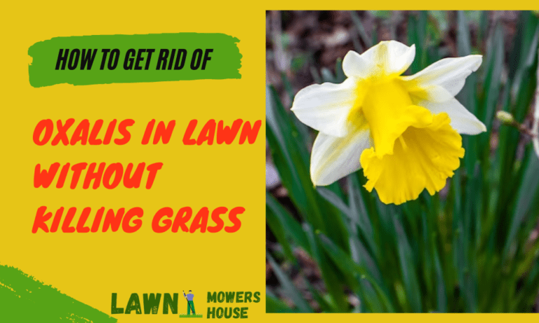 How to Get Rid of Oxalis in Lawn Without Killing Grass