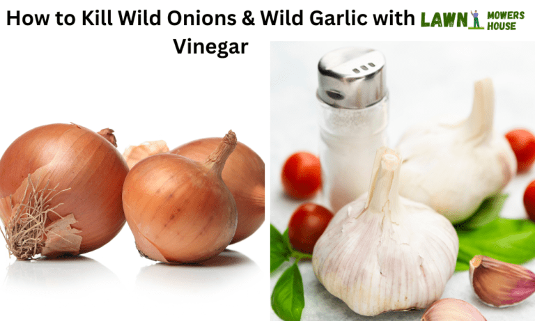How to Kill Wild Onions & Wild Garlic with Vinegar