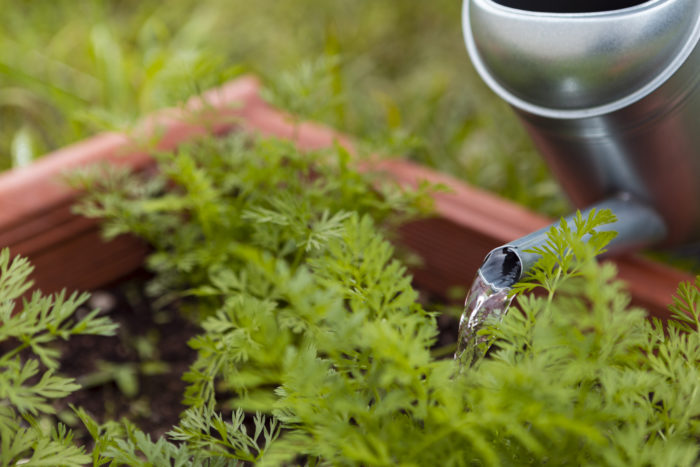 Utilisez de l'eau bouillante pour enlever les mauvaises herbes