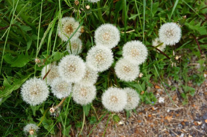 Mauvaise herbe commune à fleurs blanches