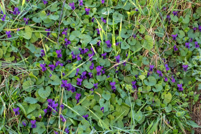 Wild Violets weeds