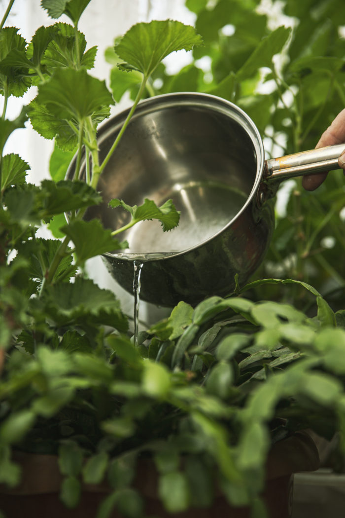 Use boiling water as an effective natural weed killer